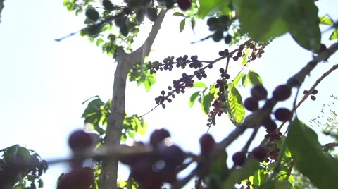 Sunlight through Coffee Beans on plant 03 Video stock 47779284