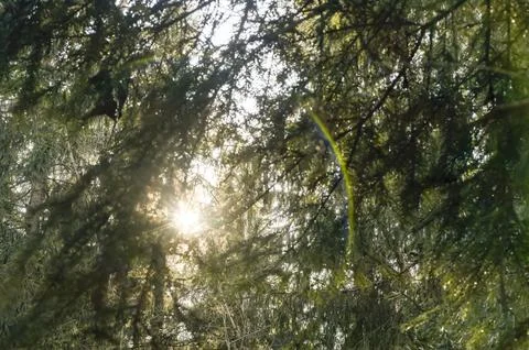 Sunlight through conifer branches in a forest. Backlit woodland canopy with Stock Photos