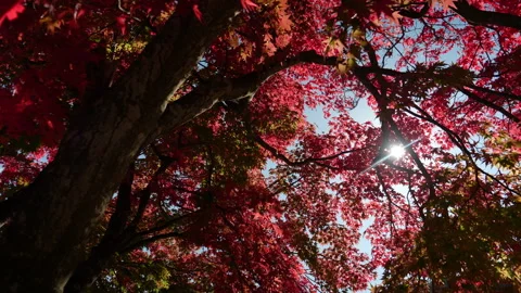 Sunlight Through Crimson Maple: Autumn's Ethereal Dance (Real Time) Stock Footage 288243075