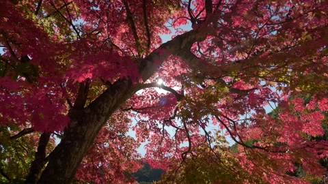 Sunlight Through Crimson Maple Leaves Captured in Autumn (Real Time) Stock-Footage 302721346