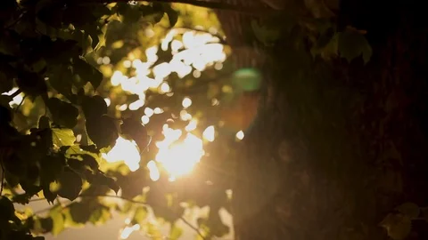 Sunlight through the crown of a tree Stock Footage 97930551