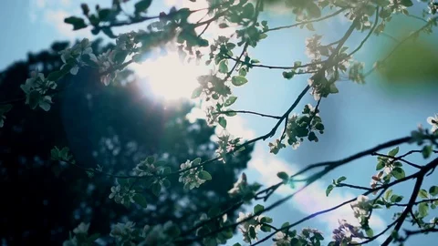 Sunlight through the crown of a tree park Stock Footage 107846710