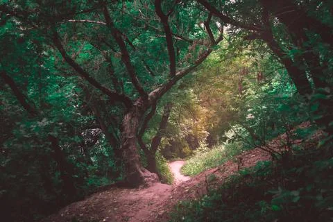 Sunlight through the crowns of trees in a dark forest. Forest sunbeams. Sunra Stock-Fotos