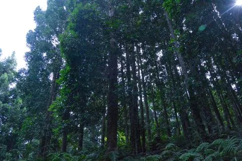 Sunlight Through Dense Forest Canopy Stock Photos