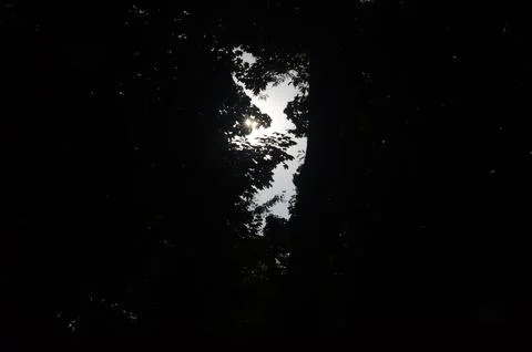 Sunlight Through Dense Forest Canopy Silhouette Stock Photos