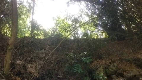 Sunlight Through the Dense Forest Видео 334761111
