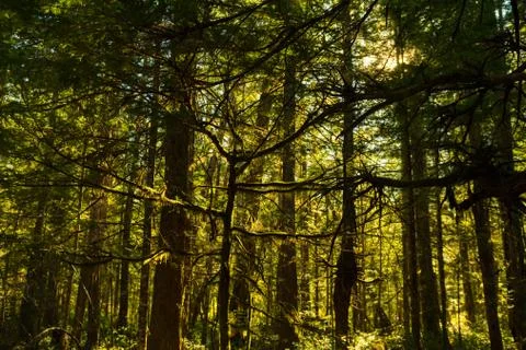 Sunlight through the dense forest surrounding the North Cascades Visitor Center Stock Photos