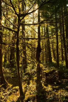 Sunlight through the dense forest surrounding the North Cascades Visitor Center Stock Photos