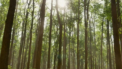 Sunlight Through Dense Sal Trees In Jim Corbett Forest 4K Vidéo 346368373