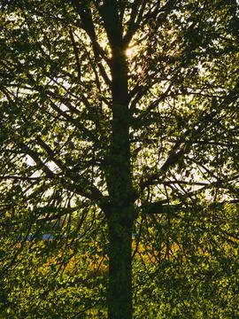 Sunlight through dense tree branches in Cologne Germany Foto stock