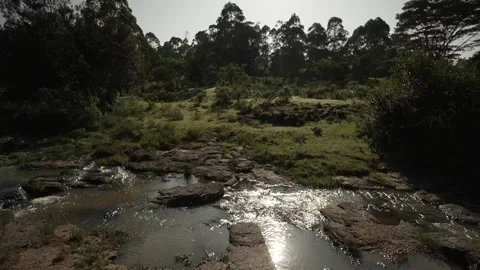 Sunlight Through Dense Tree Canopy Kenya Forest Stock Footage 333217112