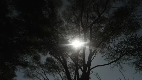 Sunlight Through Dense Tree Canopy Rays Kenya Stock Footage 333217240