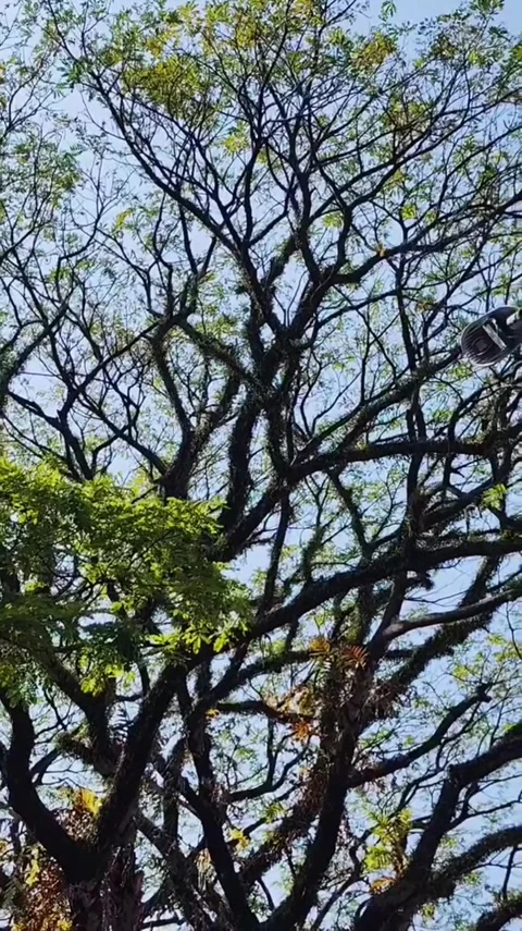 Sunlight Through Dense Tree Canopy Stock Footage 341629081