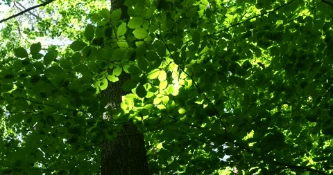 Sunlight Through European Beech Canopy in Arkoński Forest Zoom In Video stock 337737560