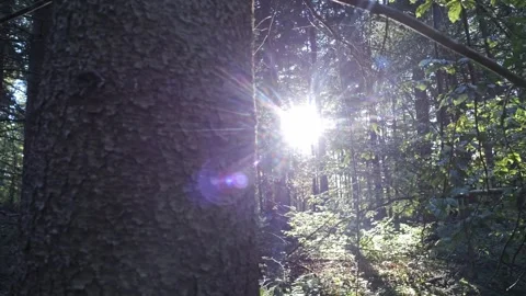 Sunlight Through European Beech Forest – Cinematic 4K Gimbal 動画素材 321508843