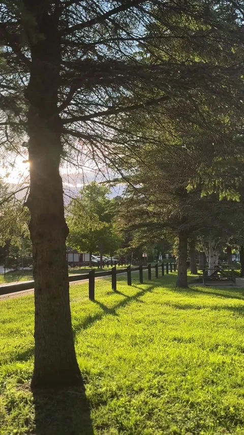 Sunlight Through Evergreen Trees Over Green Grass in Wooded Landscape Stock Footage 346503122