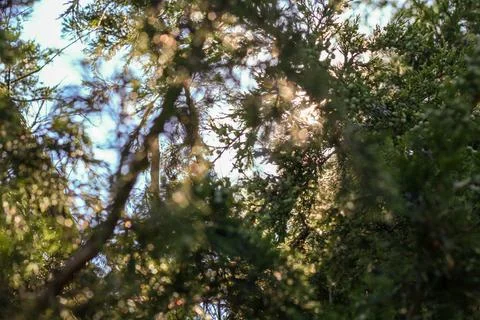 Sunlight Through Evergreens Stock Photos
