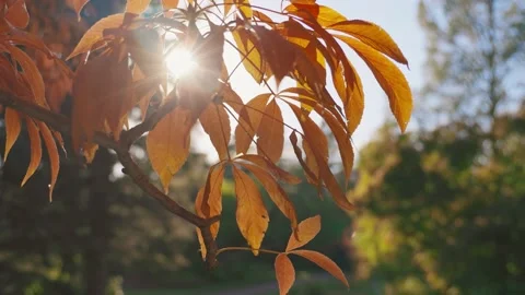 Sunlight through the fall leaves. Fall season Video stock 139029168