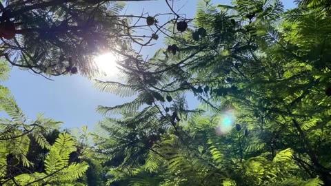 Sunlight Through Ferns in Buenos Aires Argentina Stock Footage 346774700