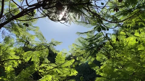 Sunlight Through Ferns in Buenos Aires Argentina Stock Footage 346774721