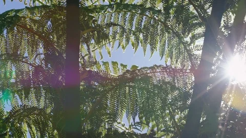 Sunlight Through Ferns Stock Footage 82529776