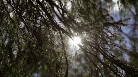Sunlight through fir tree Stock Footage 72929826