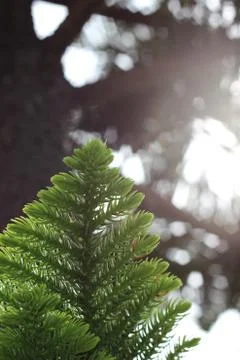 Sunlight through Fir Tree Stock Photos