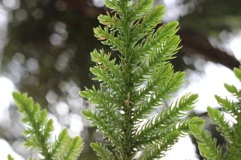 Sunlight through Fir Tree Stock Photos