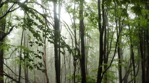 Sunlight through the fog in the beech forest, chenye tree trunks in the fog Stock Footage 43886219