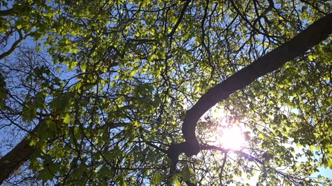 Sunlight through foliage. Stock Footage 152714843