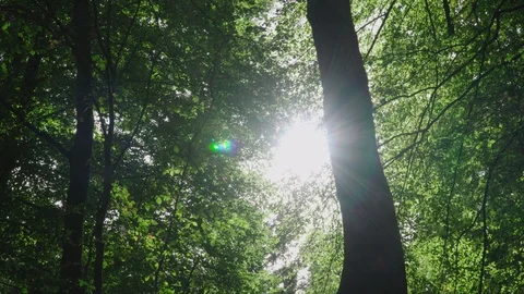 Sunlight through the foliage in the forest Vídeo Stock 97072080