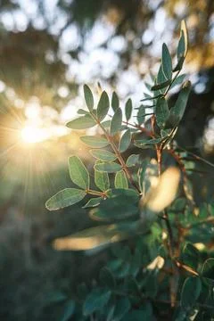 Sunlight Through Foliage Stock Photos