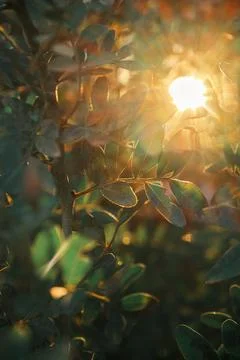 Sunlight Through Foliage Stock Photos