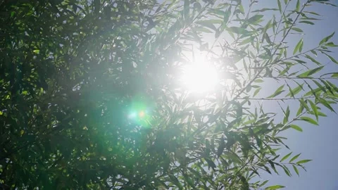 Sunlight through the foliage of a tree slow motion video 스톡 동영상 168250684