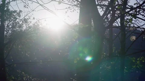Sunlight through the foliage of a tree slow motion video Vídeo Stock 168369409