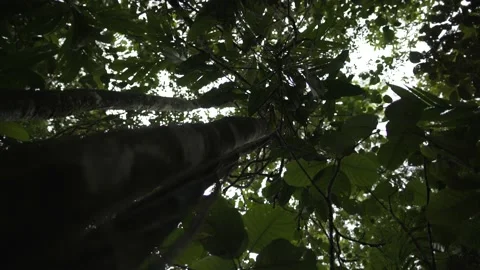 Sunlight through the foliage of trees 動画素材 131525037