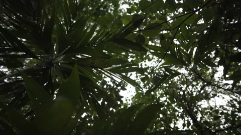 Sunlight through the foliage of trees Stock Footage 131525203