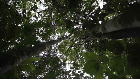 Sunlight through the foliage of trees Stock Footage 131525330