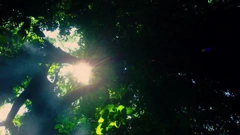 Sunlight through Forest 1 Stock Footage 288237348