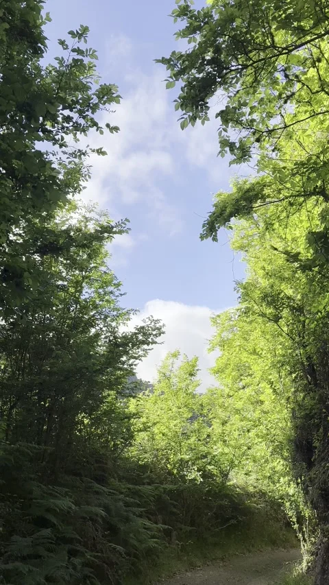 Sunlight Through Forest Canopy and Path Stock Footage 326641048