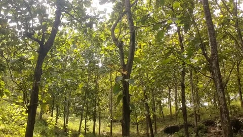 Sunlight Through the Forest Canopy Stock Footage 329918756