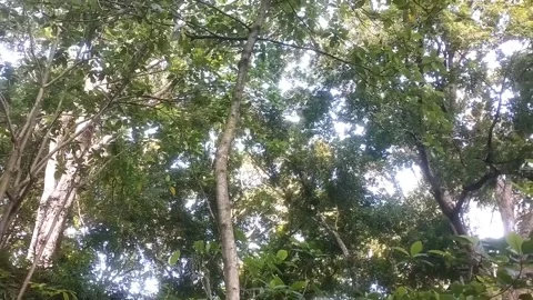 Sunlight Through the Forest Canopy 库存影片 333152168