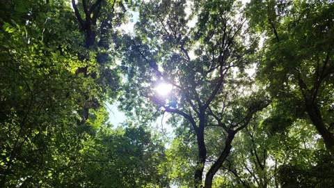 Sunlight through Forest Canopy Video stock 334043658
