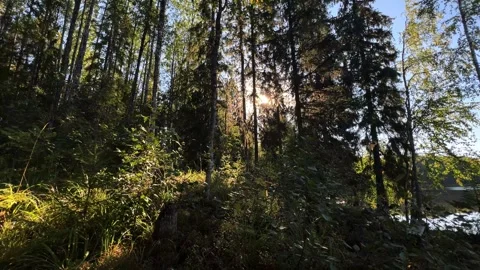 Sunlight Through Forest Canopy Peaceful Atmosphere Stock Footage 317629355