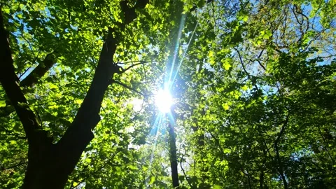 Sunlight Through Forest Canopy – Serene Nature Aerial View Stock Footage 334029200