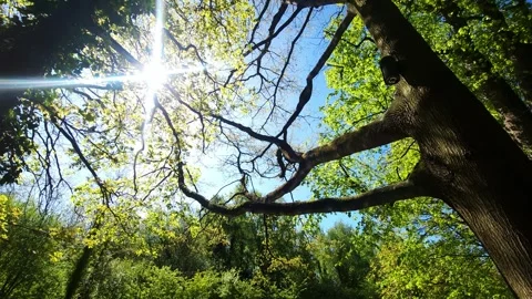 Sunlight Through Forest Canopy – Serene Nature Aerial View Stock Footage 334029217