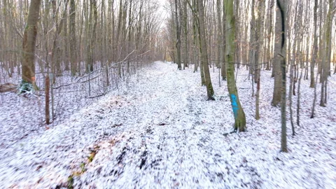 Sunlight Through Forest Canopy in Winter with Low Sun – Drone Footage Aerial Stock Footage 325386889