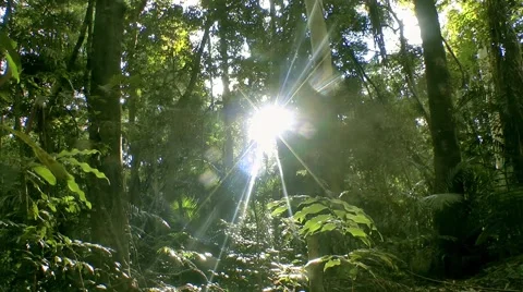 Sunlight through forest Stock Footage 41854251