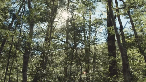 Sunlight Through Forest Stock Footage 86499453