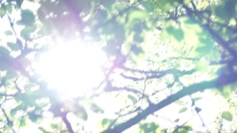 Sunlight through forest Stock Footage